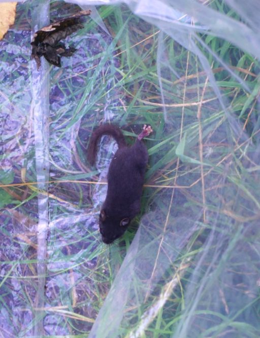 black dormouse