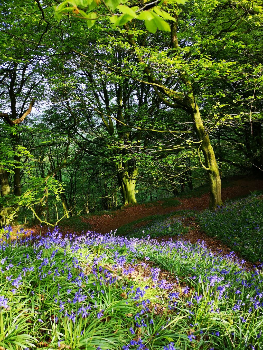Bluebells growing on huge ramparts in woodland at Hembury Hillfort