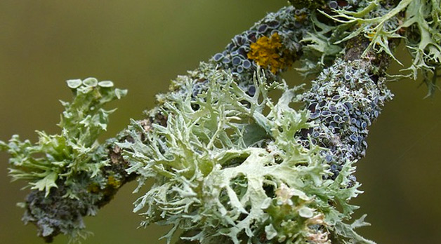 Lichen on twig