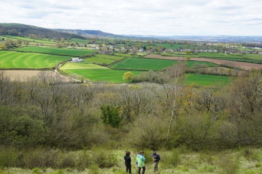 Adcombe Wood