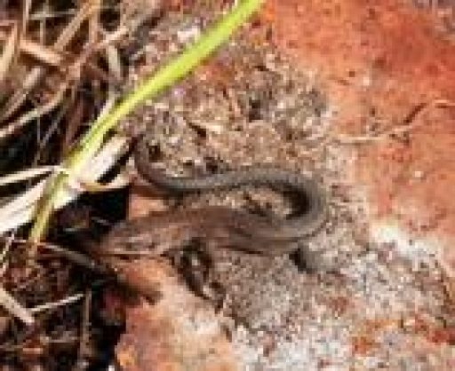 Common lizard at Ashculm Turbary