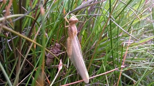 Dragon fly at Brimley Hill Mire