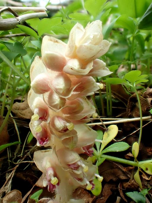 Toothwort at Jan Hobbs nature reserve.