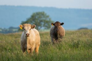 Cows in pasture overlooking Stockland