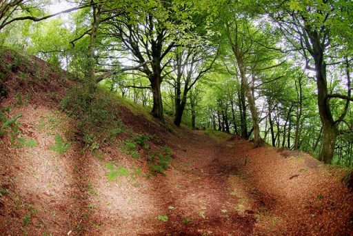 woodland image of steep slope at Hembury Hillfort