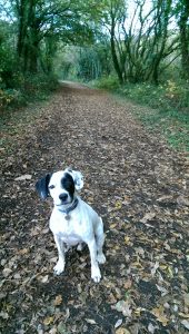 Black and white dog on a country path