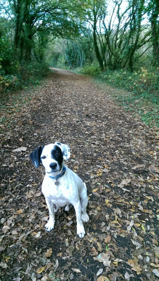 Black and white dog on a country path wearing a blue collar