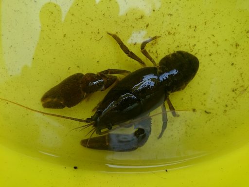 close up image of a White-clawed crayfish in a yellow bucket