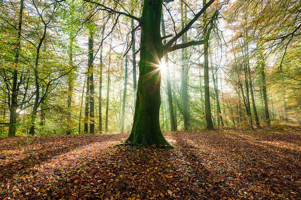 Sunrise through woodland trees