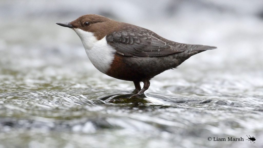 Dipper bird in shallow water