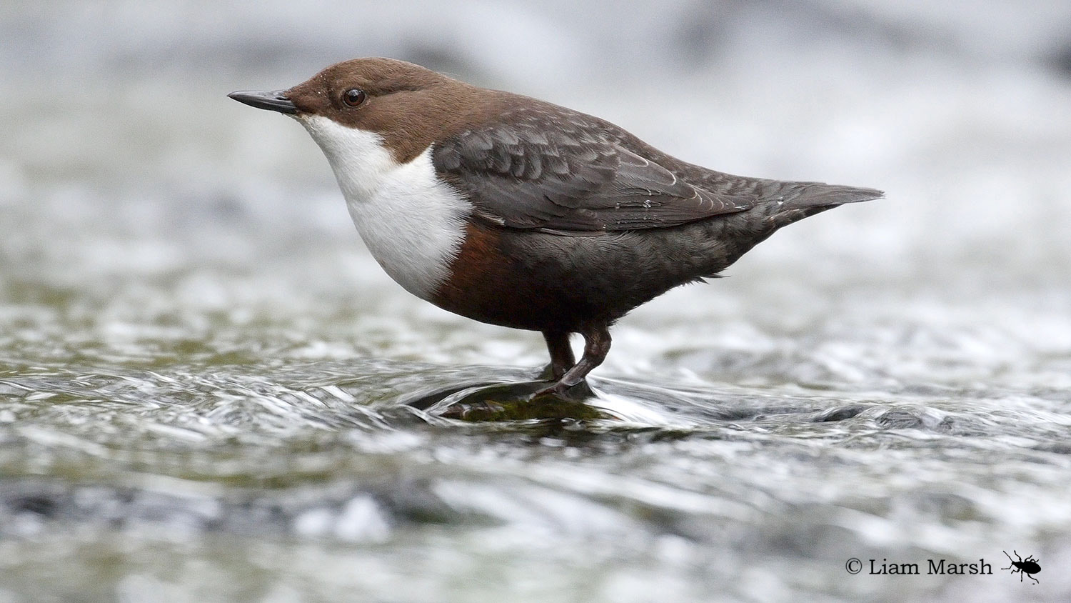 Dipper bird in shallow water