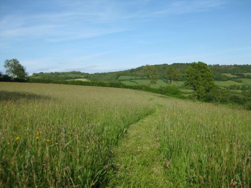 Goren Farm path through meadow