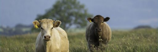 two cows stood in a field