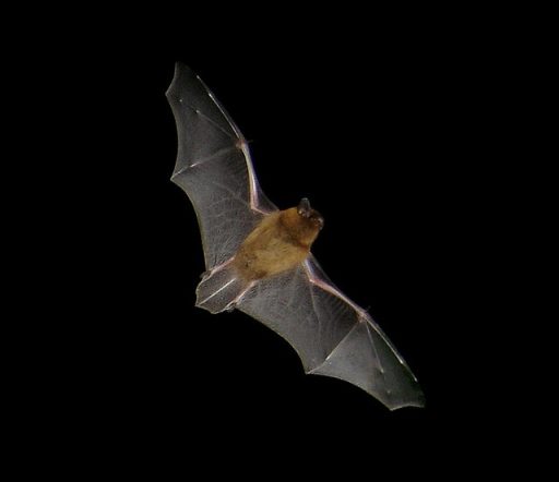 Pipistrelle bat