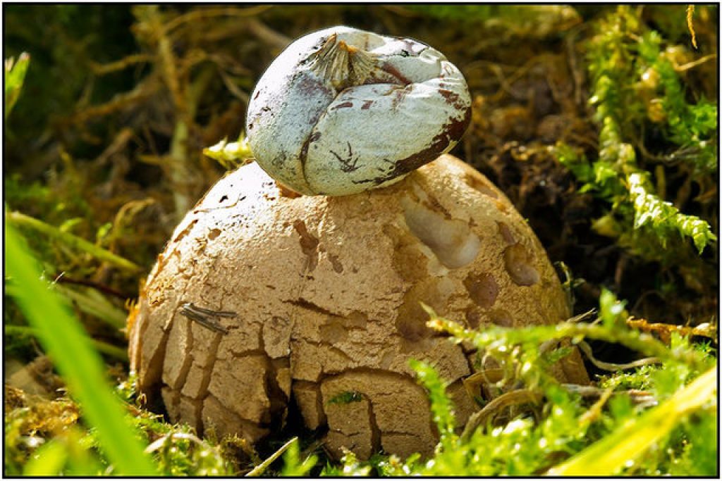 Earth star mushroom. Photo: Chaz Madge