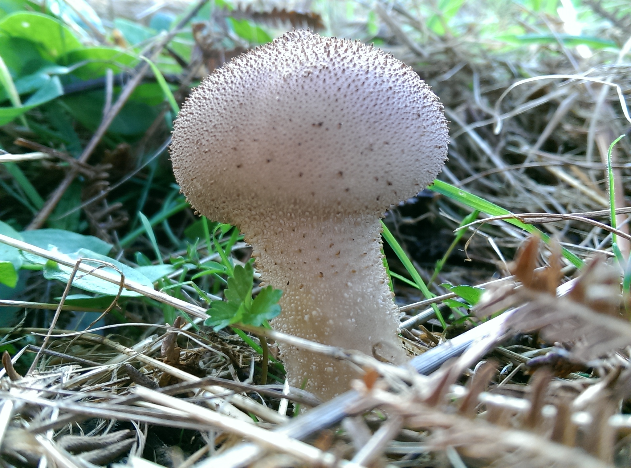 mushroom