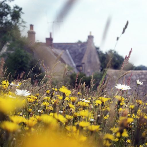 Goren Farm meadow with house in the background