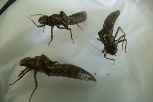 Dragonfly exuviae. Photo: Ferne Animal Sanctuary