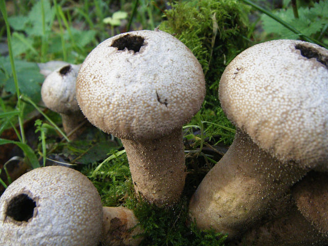 Puffball mushrooms