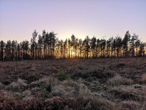 Pine woodland at sunset