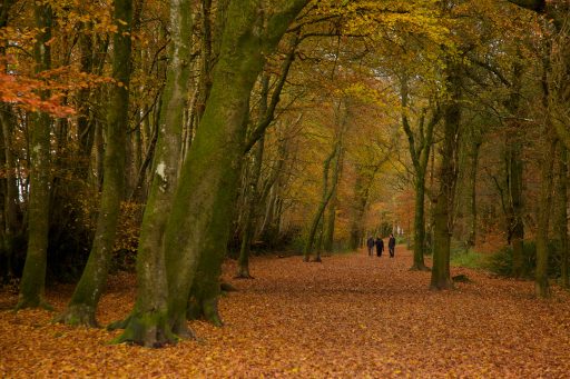 People walking along Wellington Monument approach path in autumn lined with beech trees
