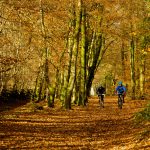 People cycling along Wellington Monument approach path in autumn lined with beech trees