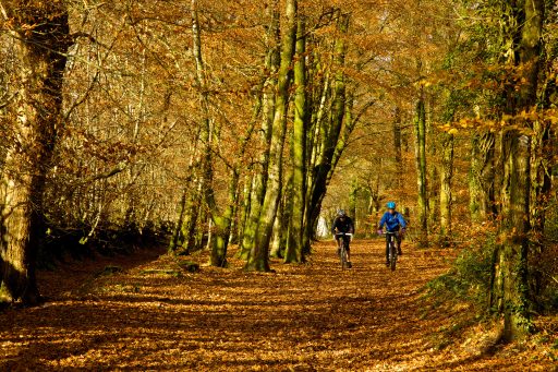 People cycling along Wellington Monument approach path in autumn lined with beech trees