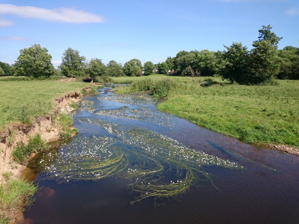 A river scene with water crowfoot and eroded river banks