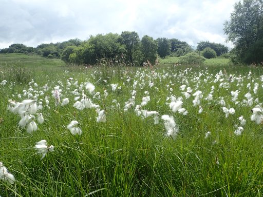 Cotton grass