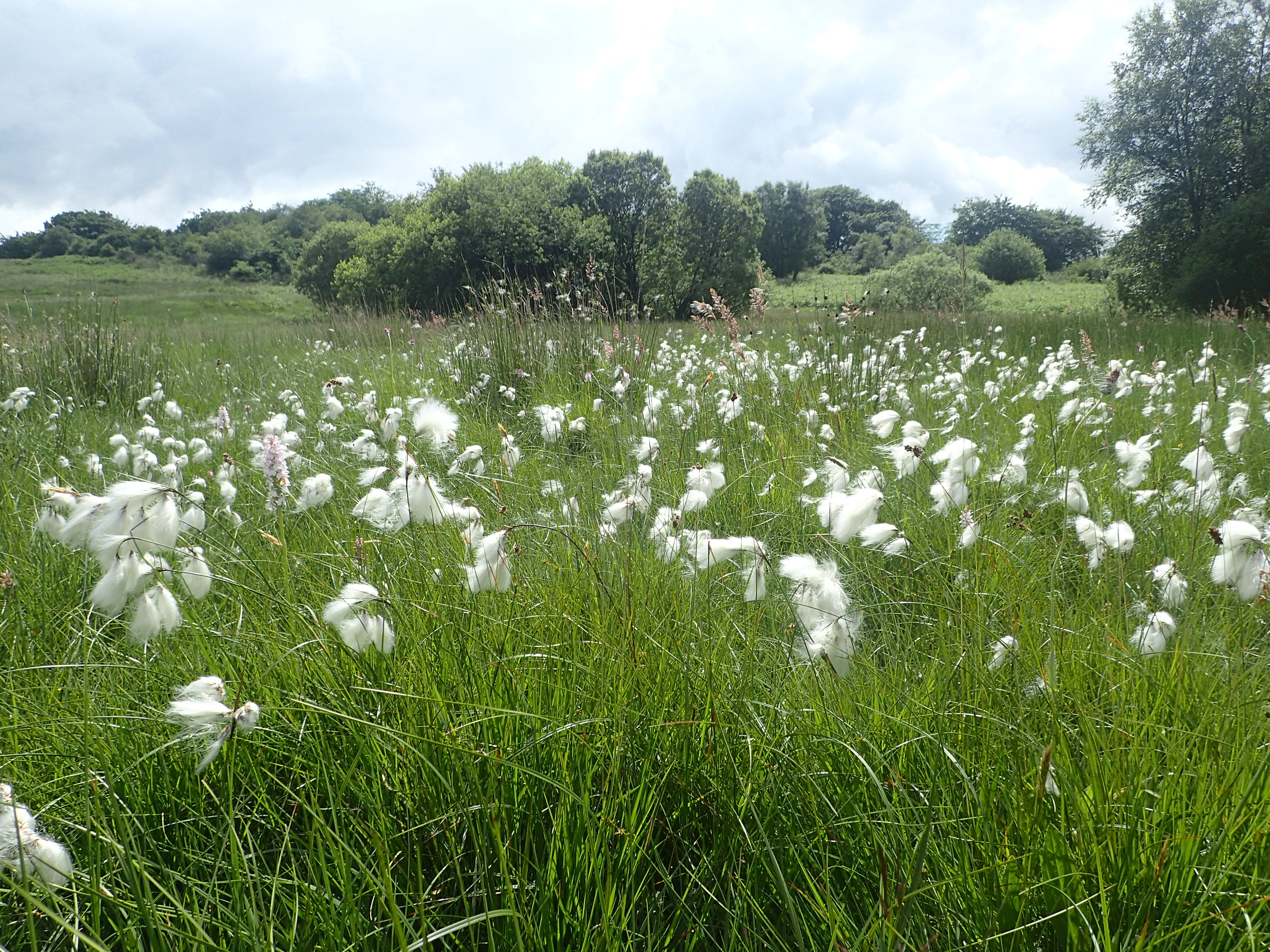Cotton grass
