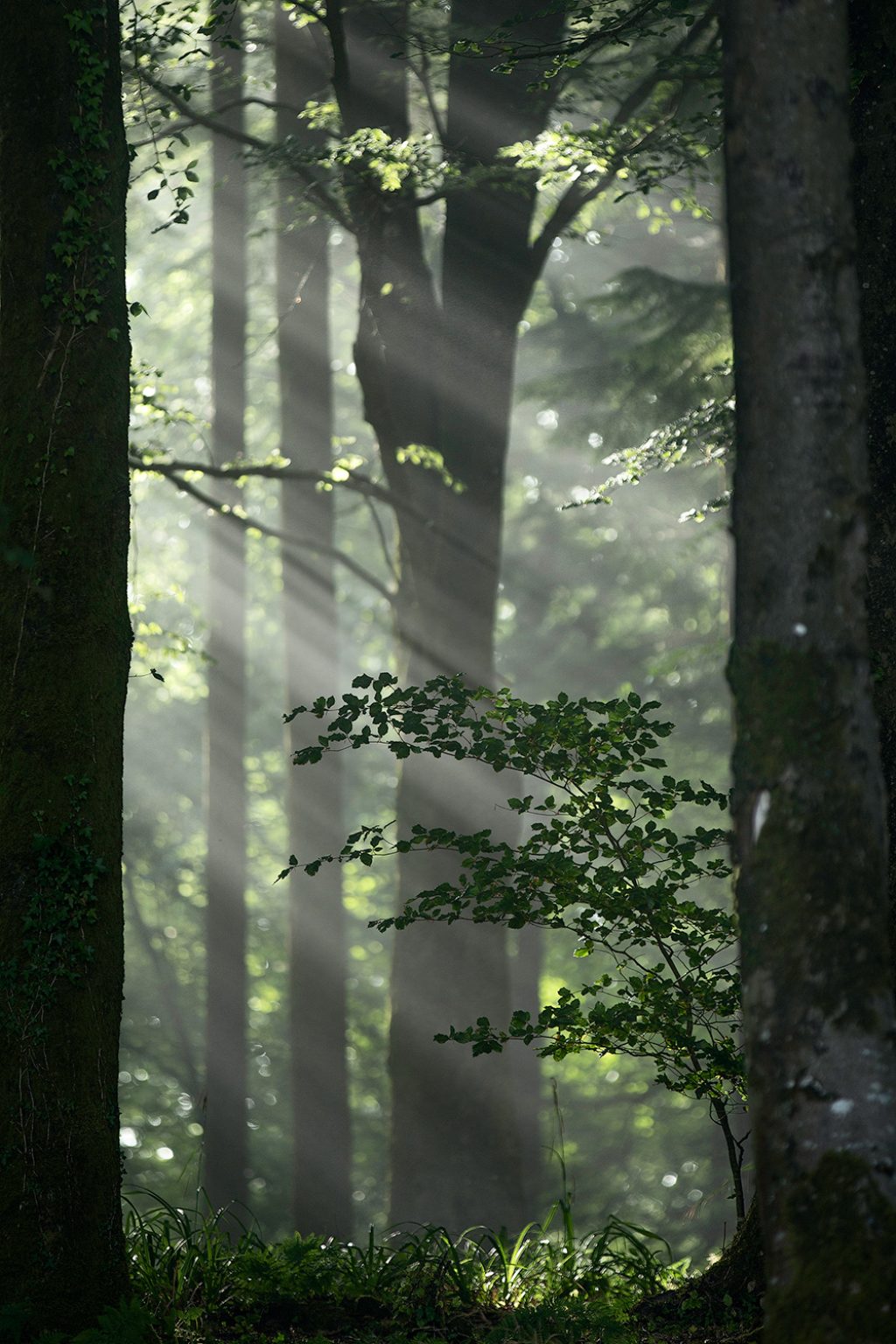 Castle Neroche light rays through trees