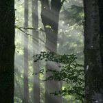 Castle Neroche light rays through trees