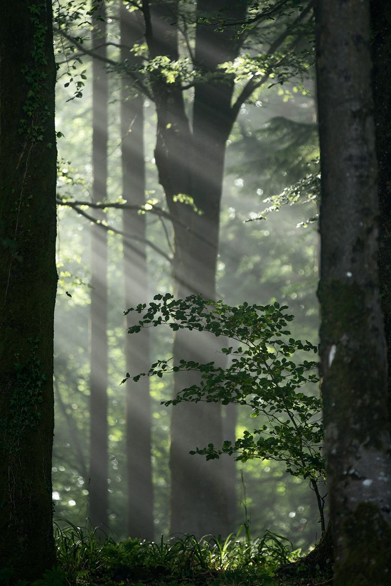 Castle Neroche light rays through trees