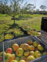 Crates of apples ready for pressing