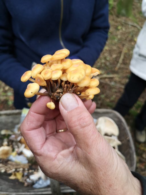 close-up of hand holding fungi