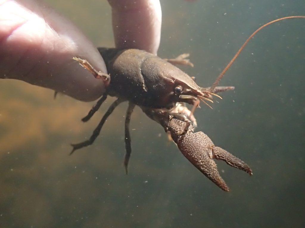 close up image of a crayfish under the water in someone's fingers