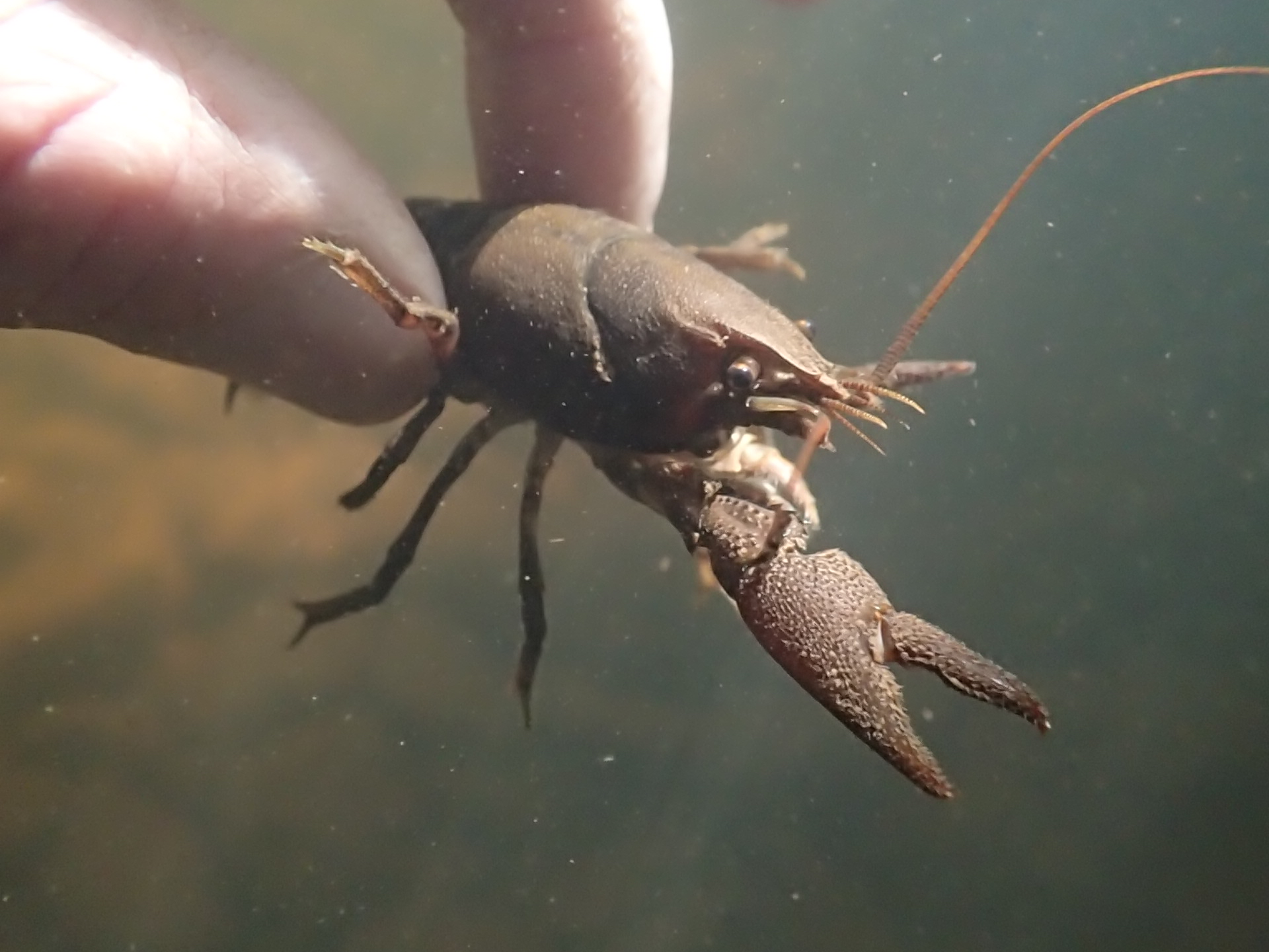 close up image of a crayfish under the water in someone's fingers