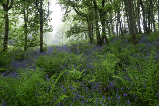 Bluebells at otterford
