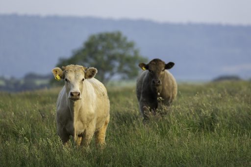 two cows on grassland
