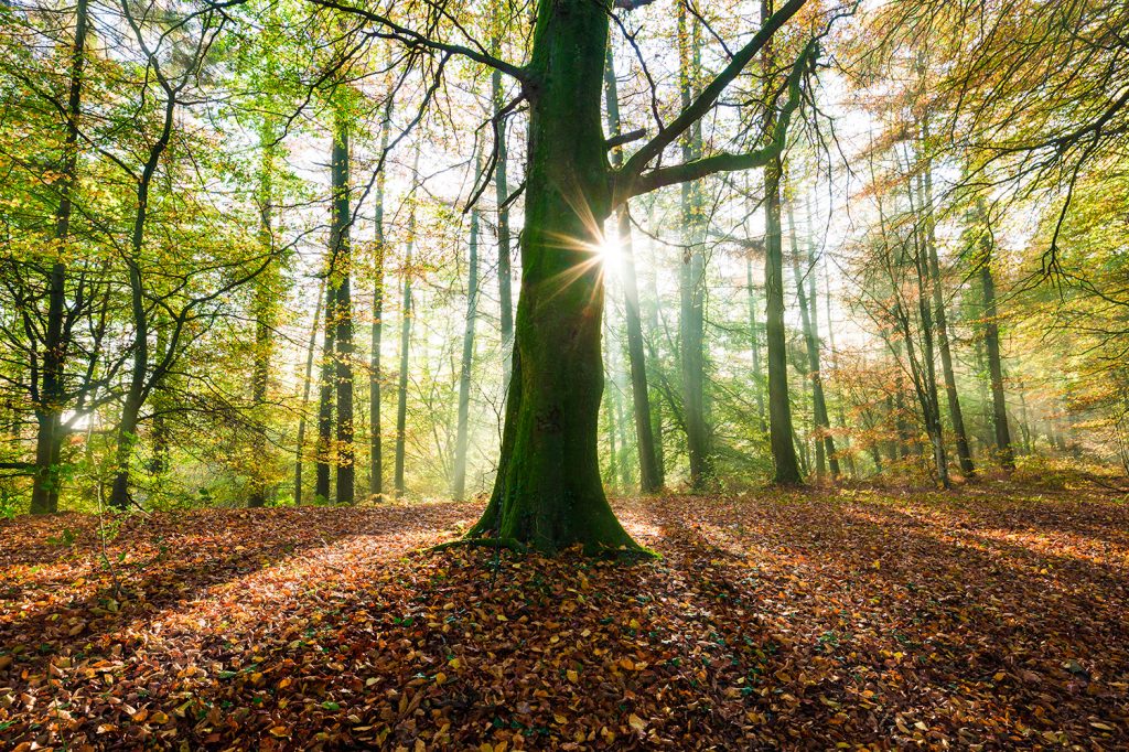 Sunlight peeping through tree trunks and across leaf covered forest floor