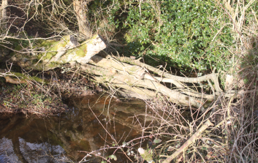 logs across a stream used to form a leaky debris dam
