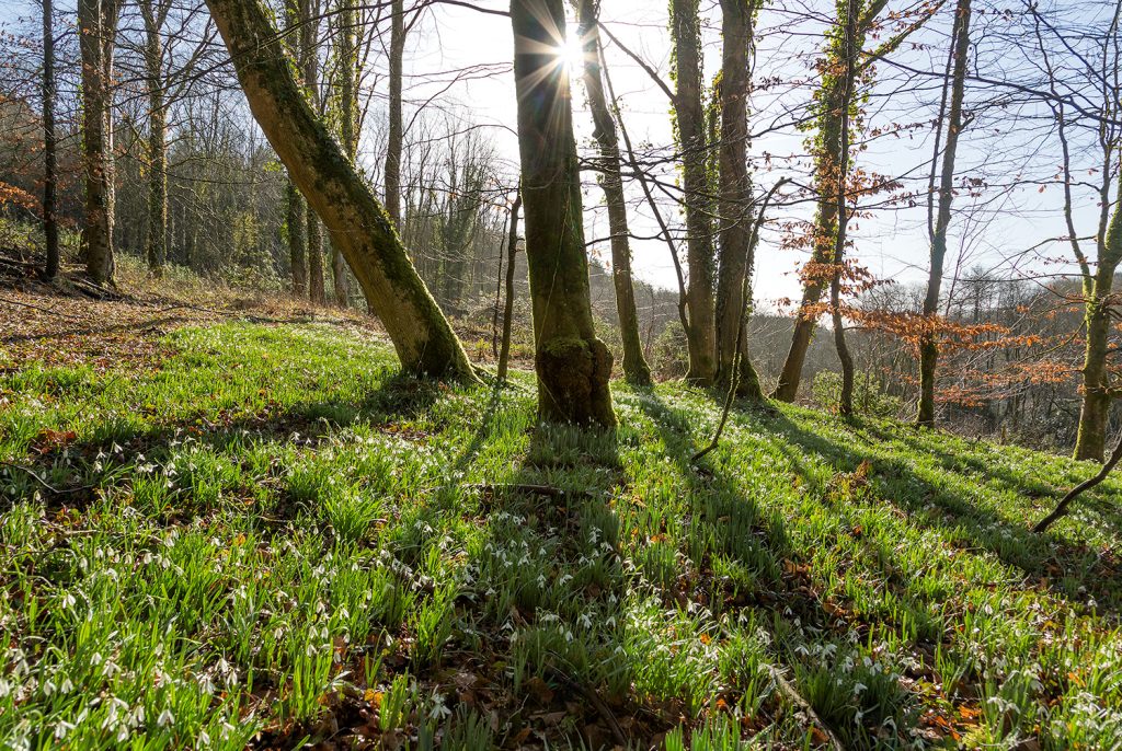 A woodland scene with a carpet of snowdrops