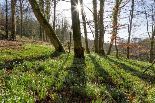 A woodland scene with a carpet of snowdrops
