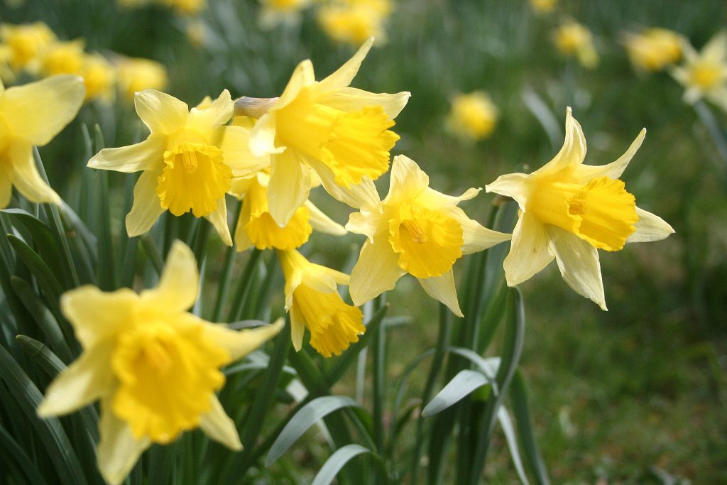 daffodils