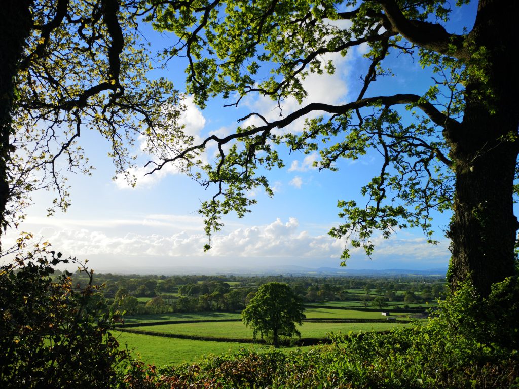 Countryside scene with a patchwork of fields and an oak tree framed with trees branches