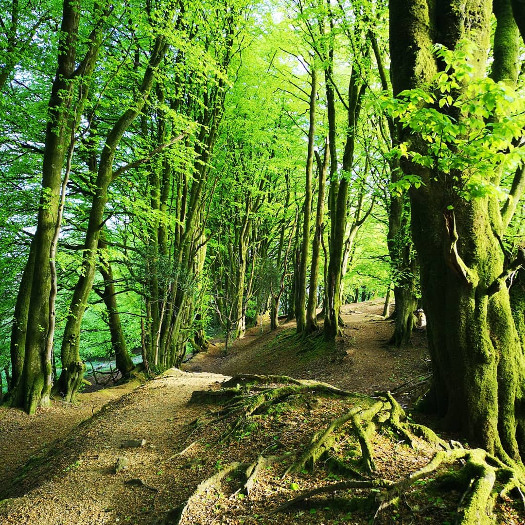 Woodland on iron-age earthen ramparts