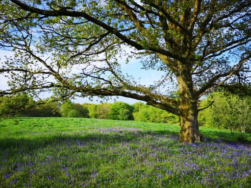 A tree in early spring with bluebells in flower beneath