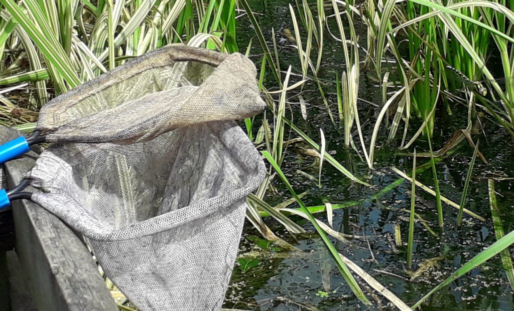 Southern Hawker and nets