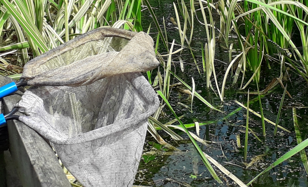 Southern Hawker and nets