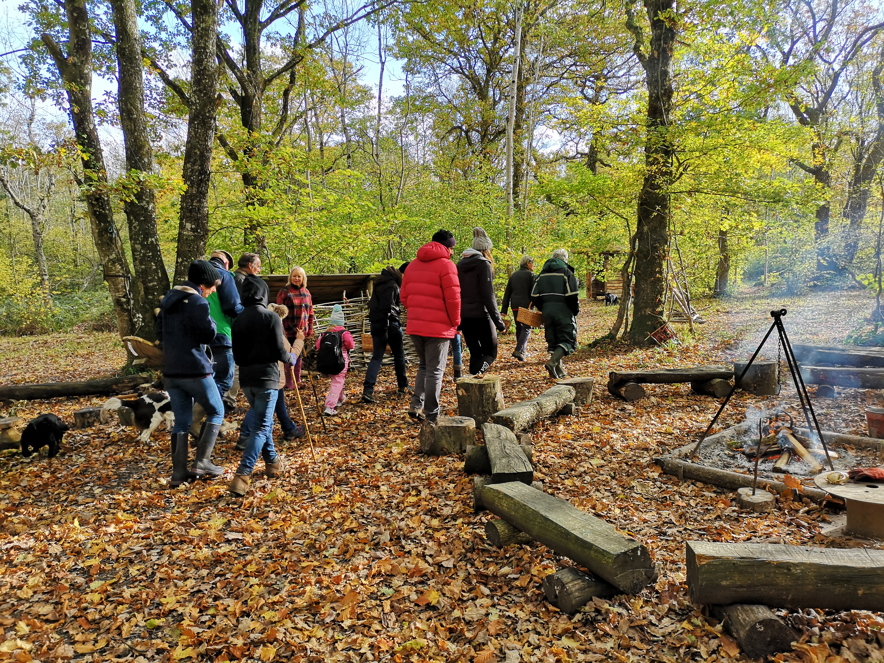 Mushroom Foray Young Wood 2018
